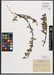 Foto von Salix appendiculata Vill.